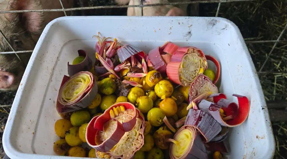 Raising Pigs and a day full of fun