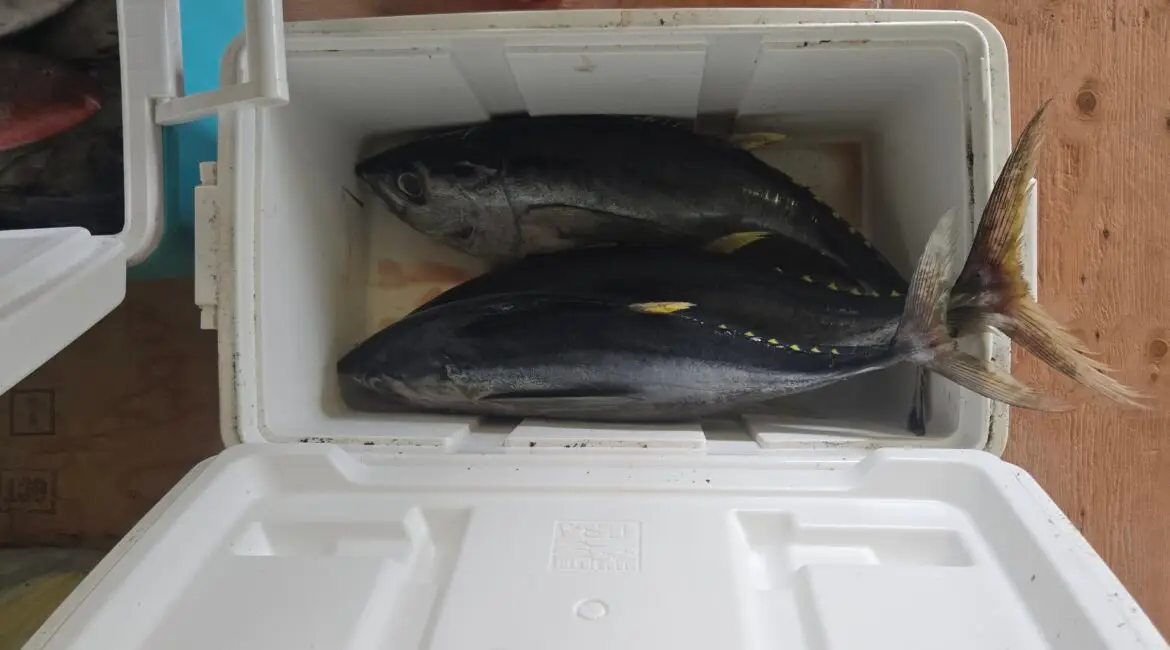 Call it luck, I got me fish!